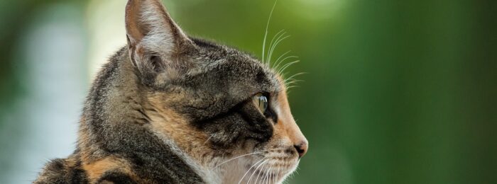Hochzeitskleider für jede Figur