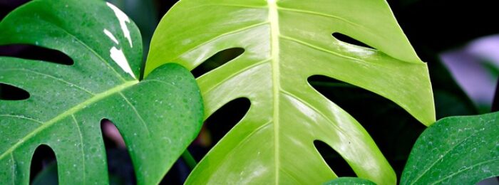 Pflanzen mit Charakter: 6 grüne Statement-Pieces für dein Wohnzimmer 